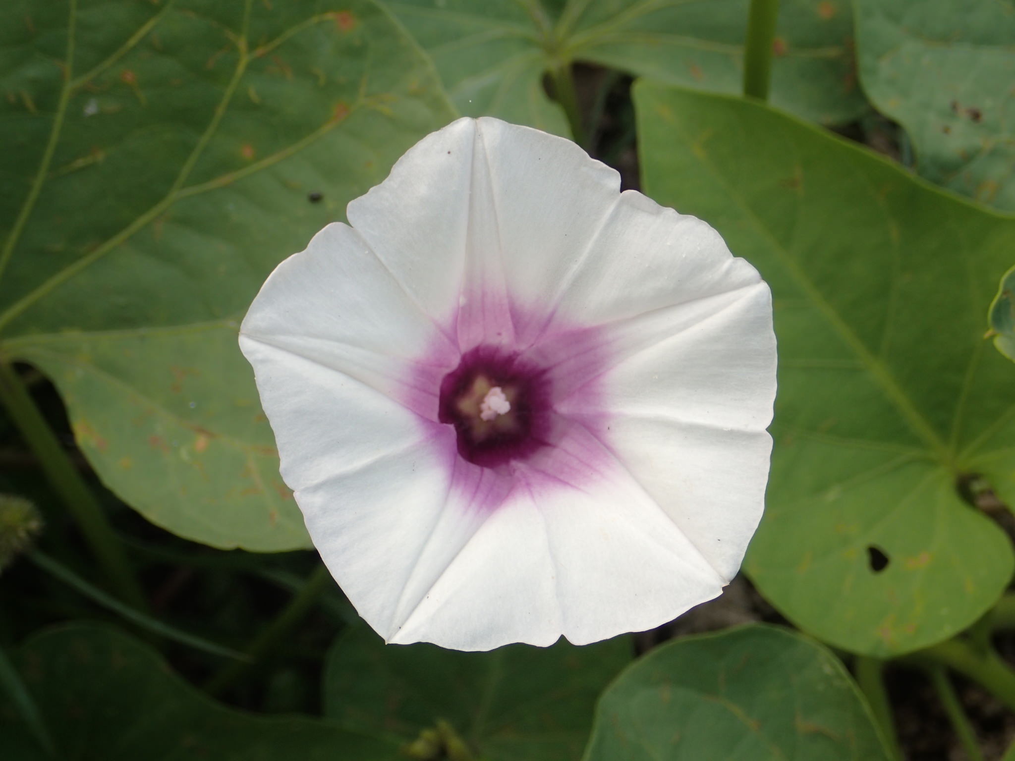 Ipomoea batatas